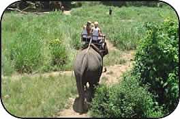 Elefante en Chiang Mai