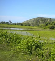 Rice Field Indonesia